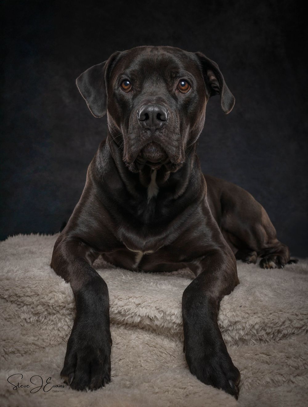 George the Labrador x Rottweiler taking a well earned rest in the studio. Filey pet photographer. Filey pet photography