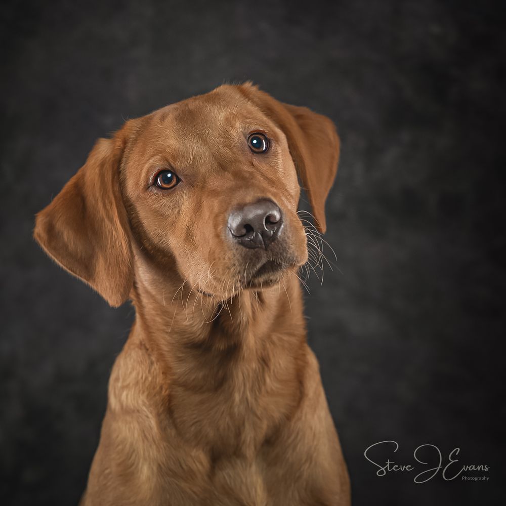 The lovely Lola. Steve J Evans North Yorkshire Dog photographer based in the coastal town of Filey