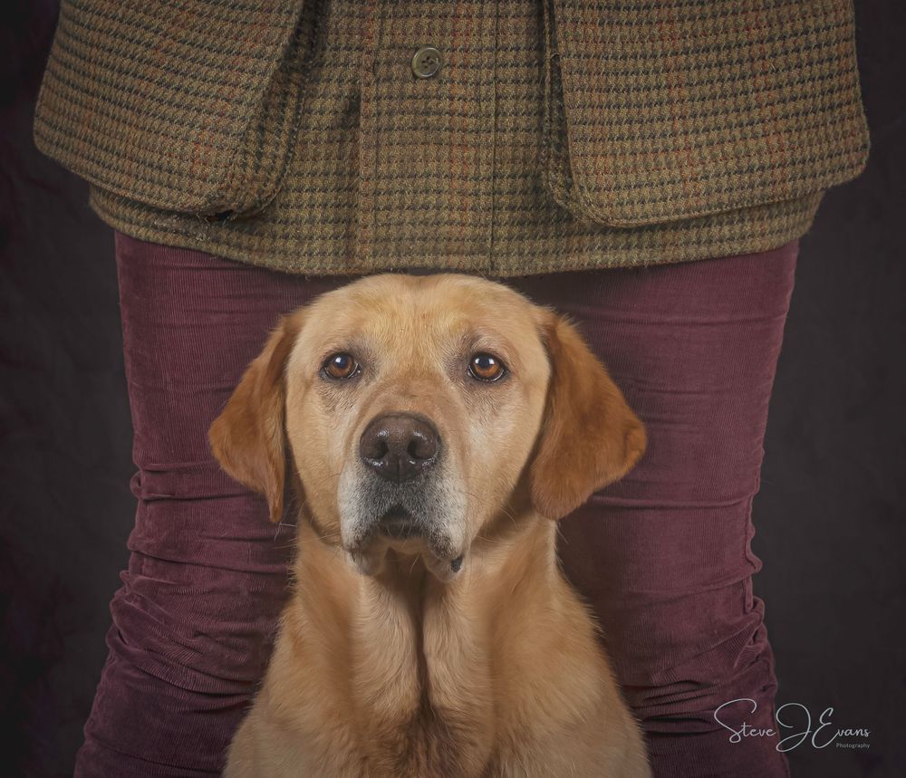 Steve J Evans is an award winning pet/dog photographer based in Filey North Yorkshire. Offering working dogs and shoot day images