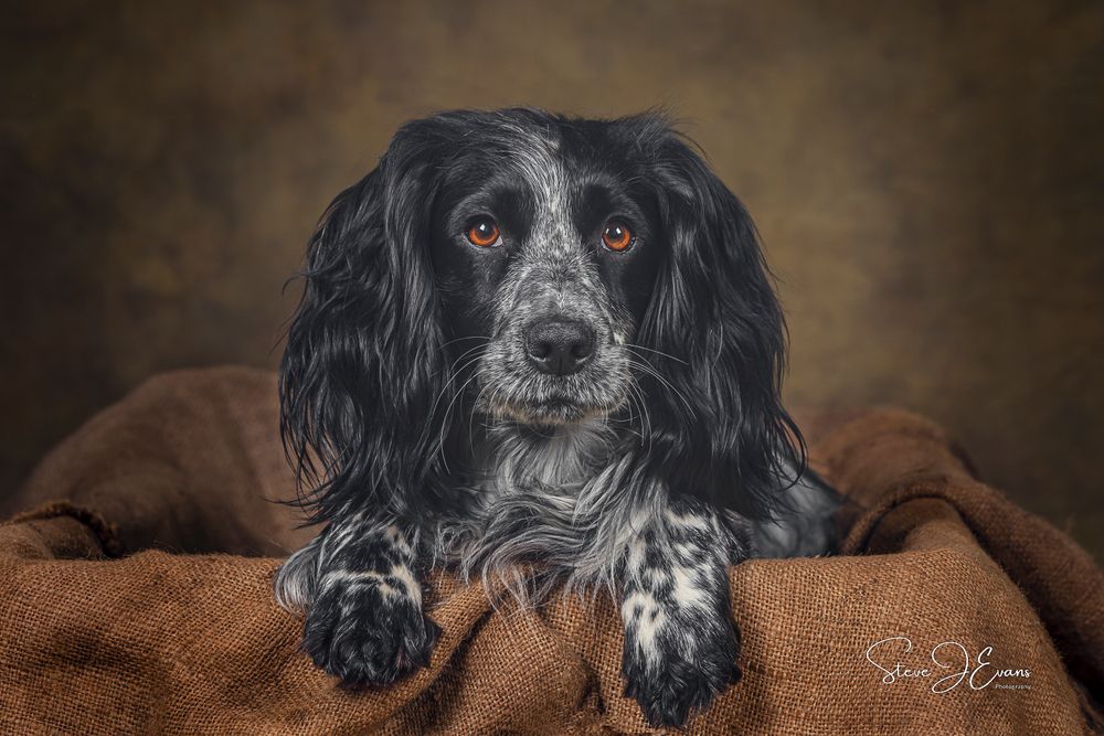 Steve Evans Filey photographer shooting studio portraits either in my small home studio, at your home or on a location of your choice.