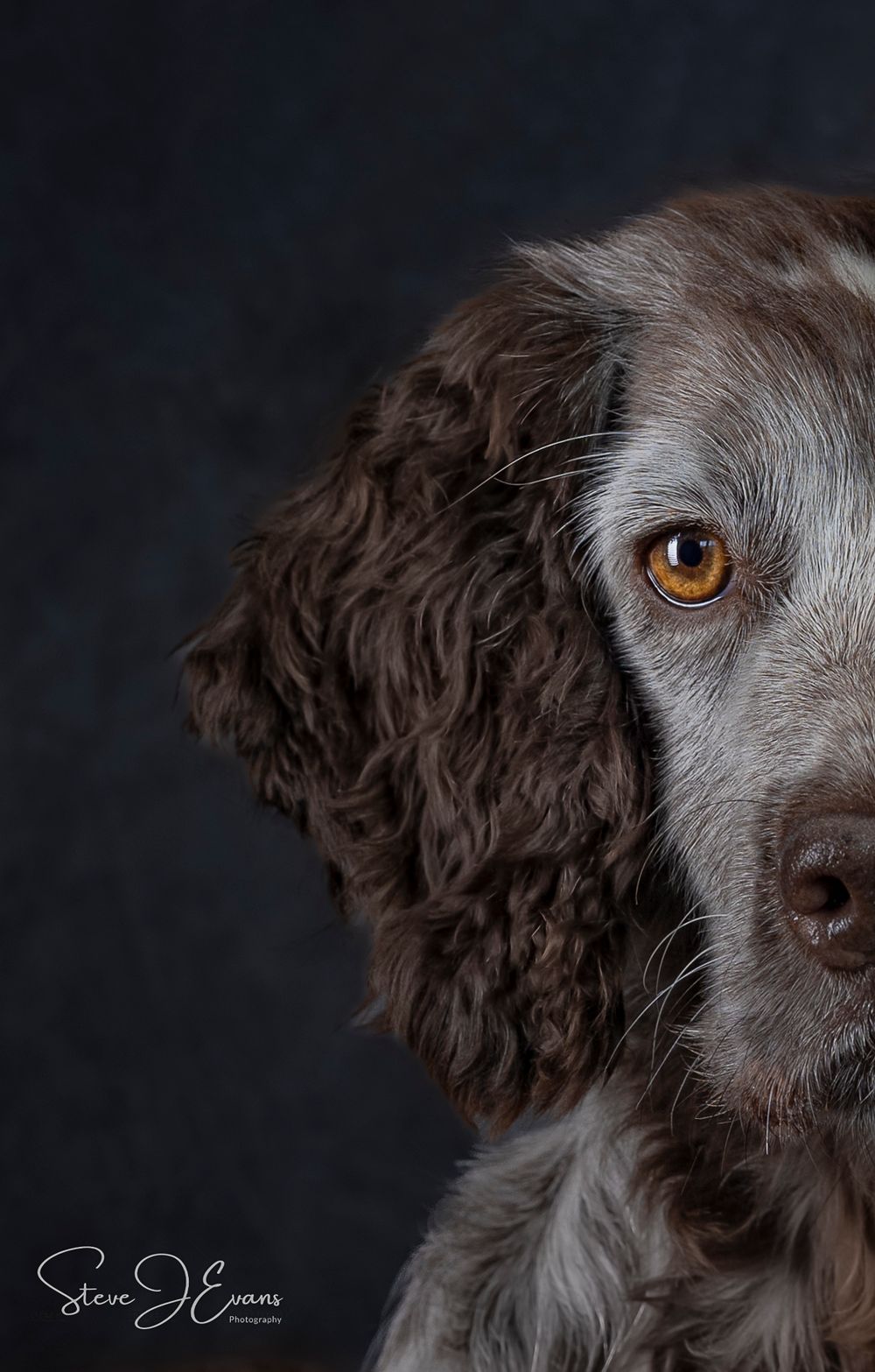 Martha a lovely working cocker spaniel photographed by the Filey award winning photographer Steve J Evans