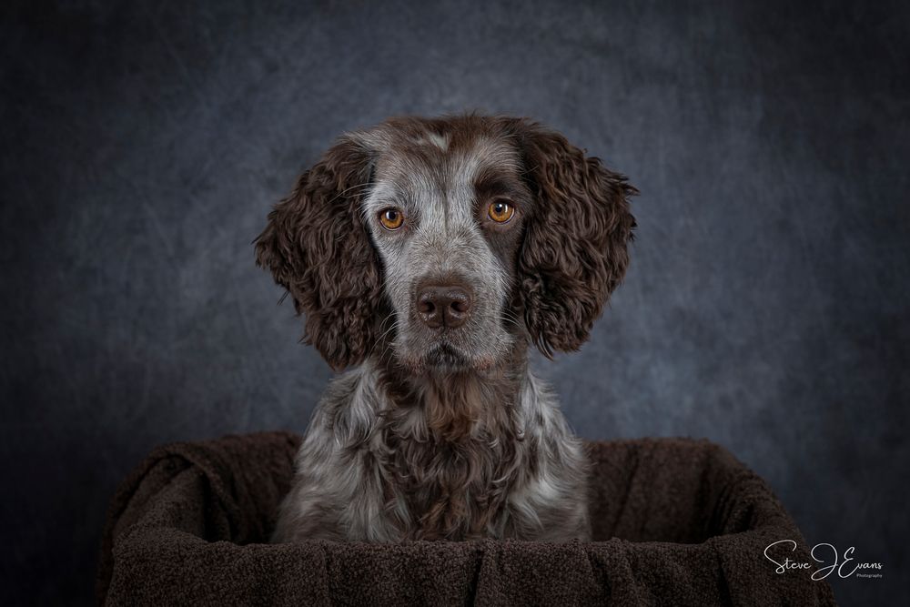 Martha  cocker spaniel photographed in the studio by the Filey award winning photographer Steve J Evans.