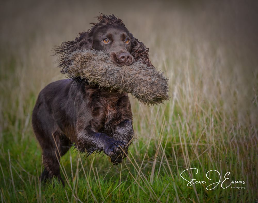 Steve J Evans is an award winning pet/dog photographer based in Filey North Yorkshire. Offering working dogs and shoot day images