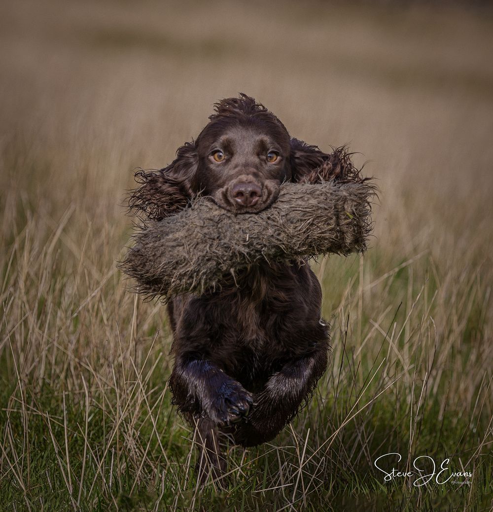 Steve J Evans is an award winning pet/dog photographer based in Filey North Yorkshire. Offering working dogs and shoot day images