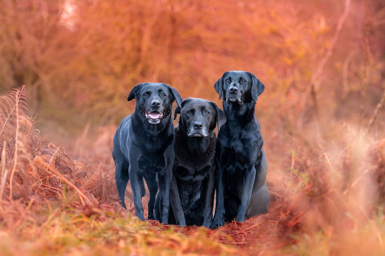 A dog and someone share a tender moment in an autumn forest with golden leaves in the background.