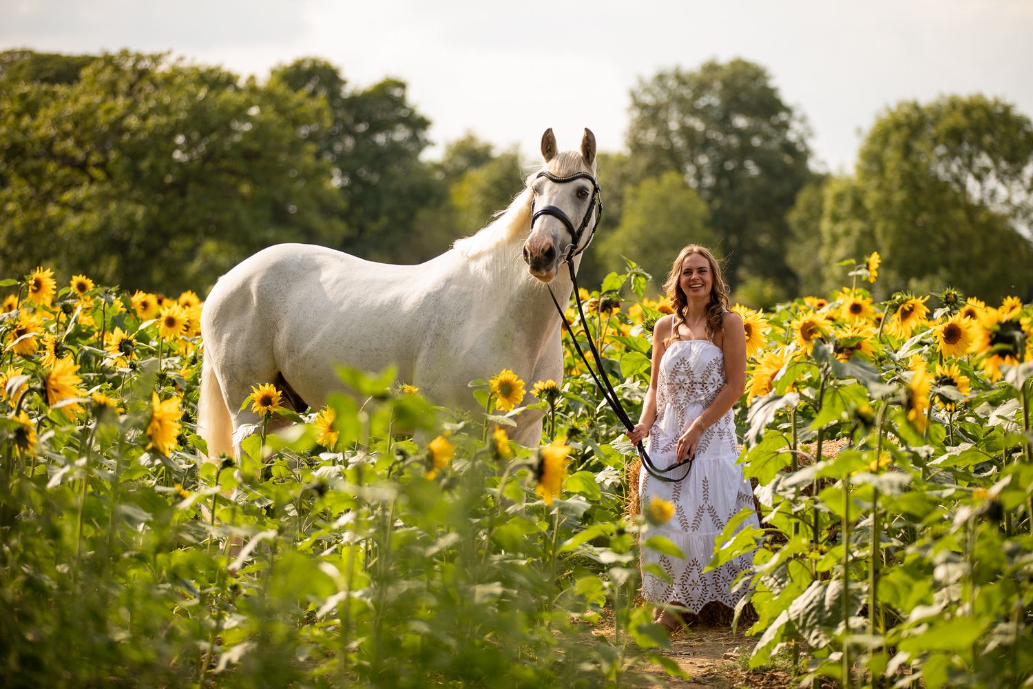 White horse and rider walk through a vibrant field of blooming sunflowers on a sunny summer day.