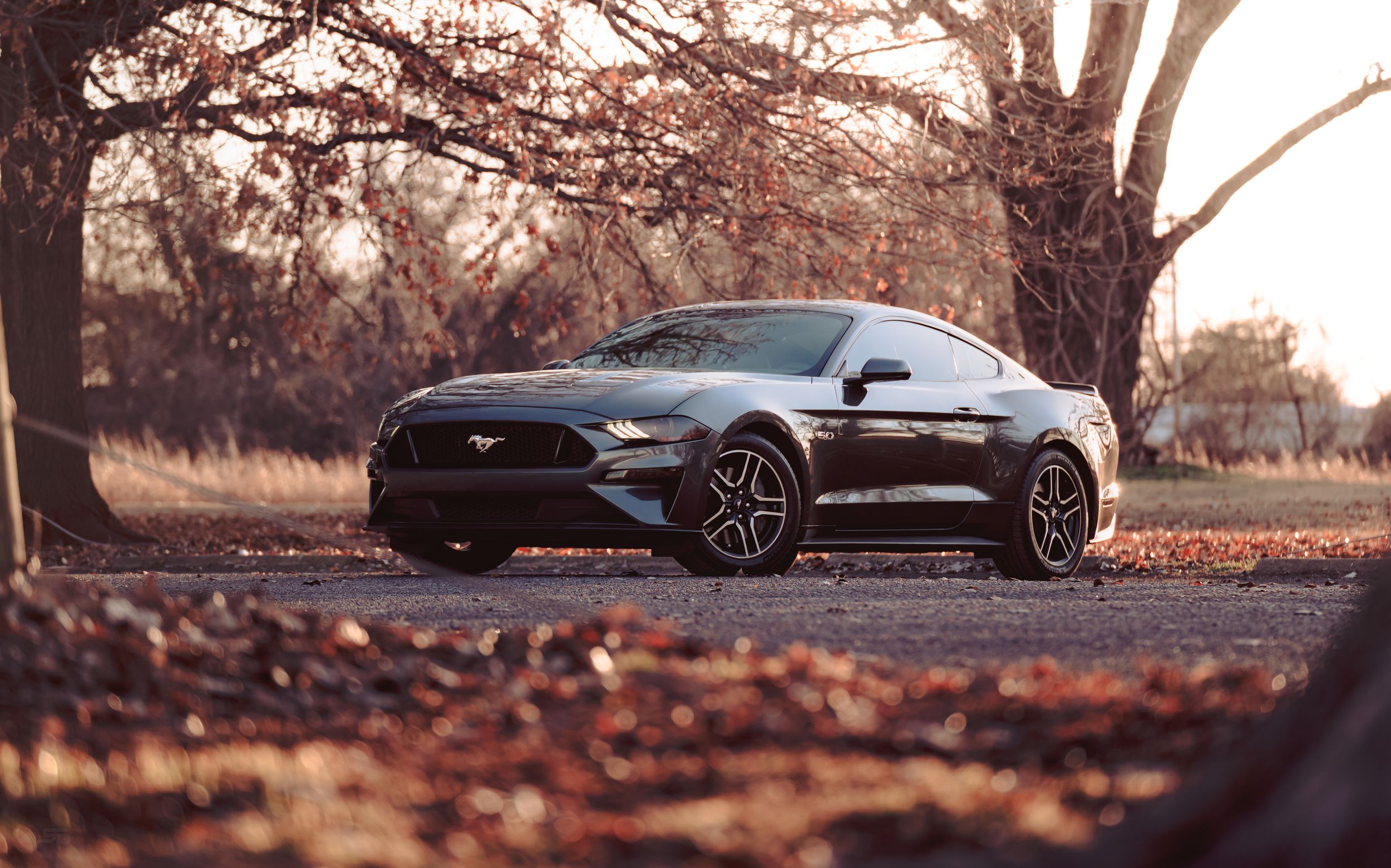 Black Ford Mustang GT sports car parked under autumn trees with fallen leaves at sunset.