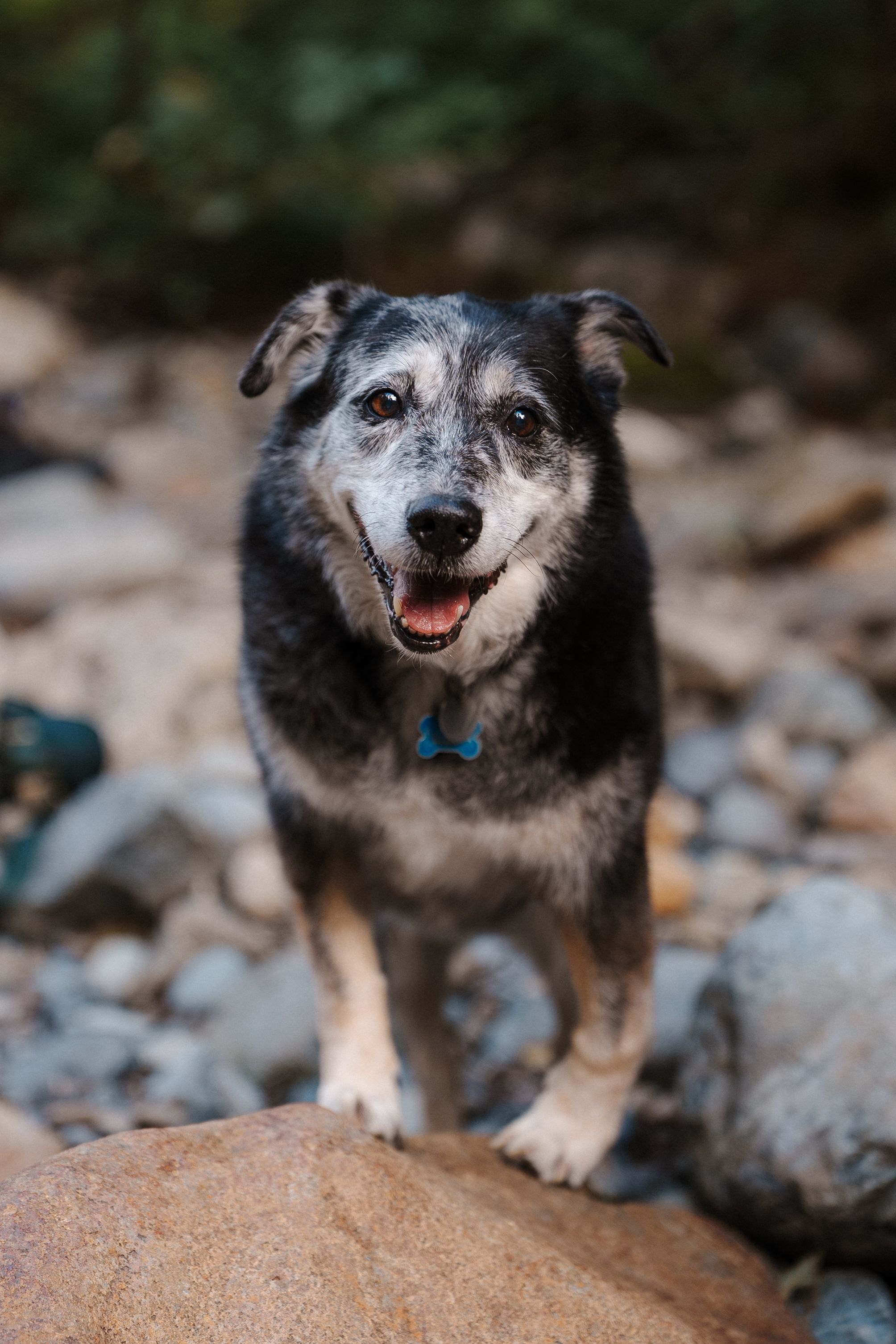 Close-up shots of a happy senior husky dog with gray fur lying on rocky ground.
