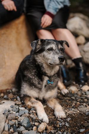 Close-up view of a scruffy gray and tan dog lying on rocky ground.