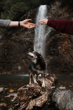A dog stands on a log while two hands reach toward each other in front of a majestic waterfall.