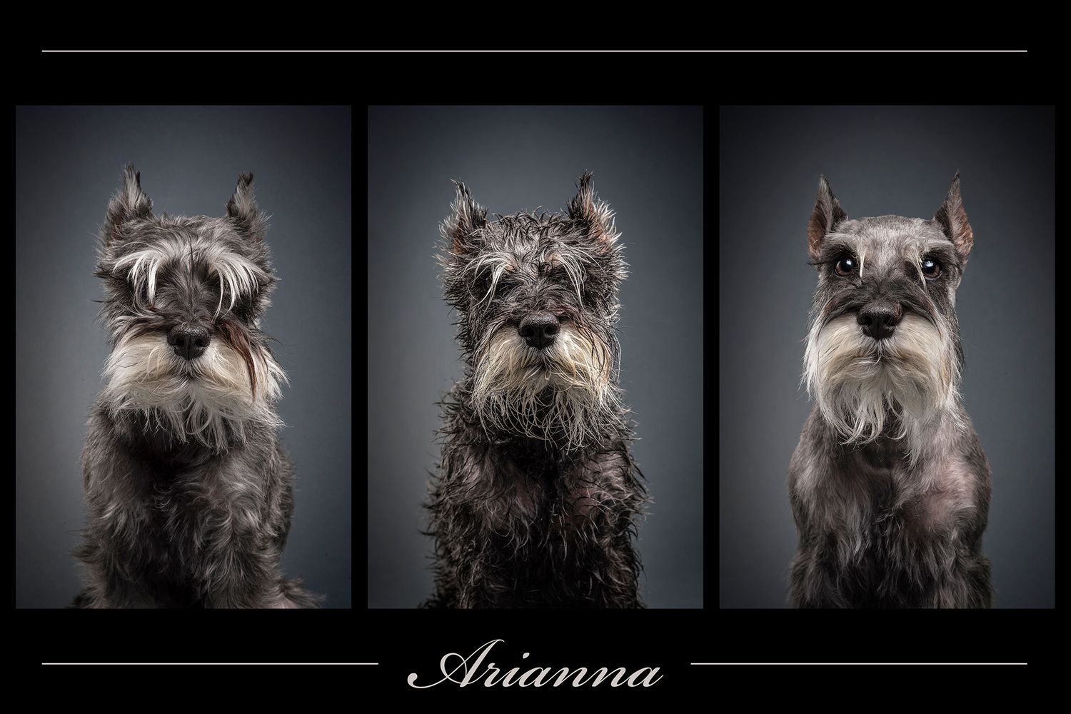 Miniature Schnauzer getting groomed for their portrait session with Tripdog Photography