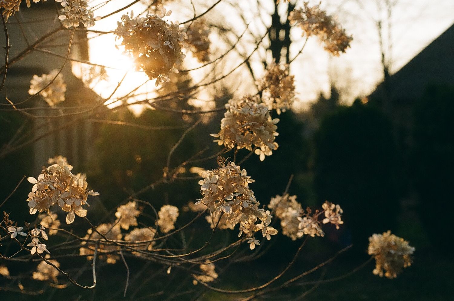 film photograph of dried blooms against the setting sun, in the winter of michigan.