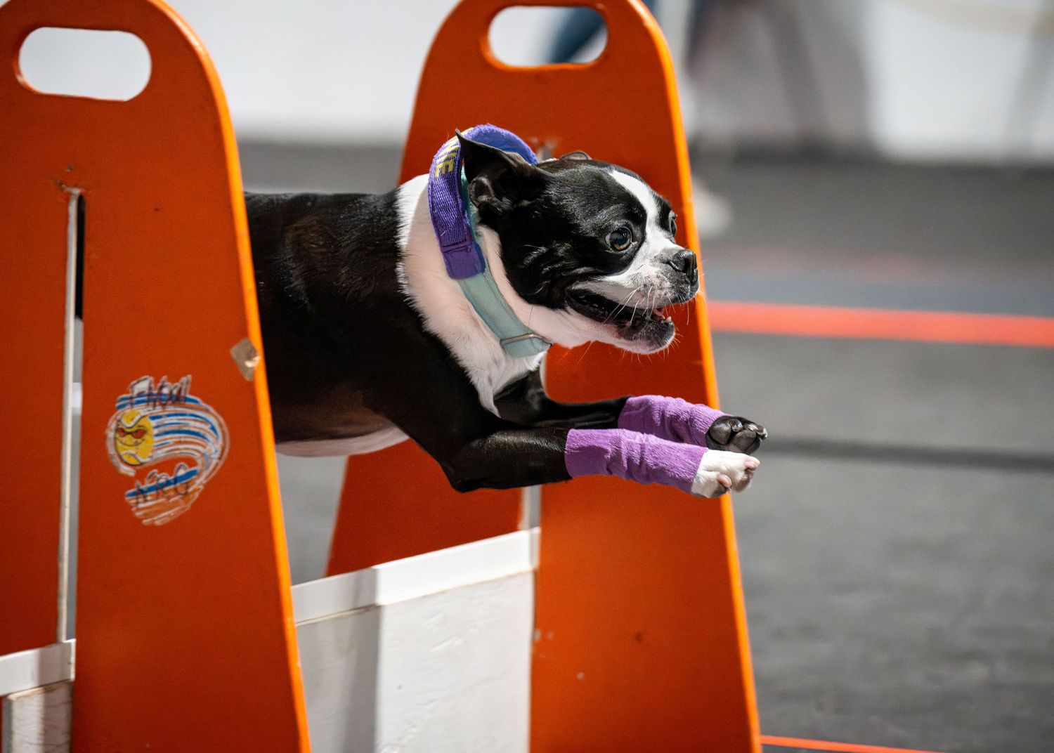 Black and white border collie dog running through orange agility course weave poles in competition setting.