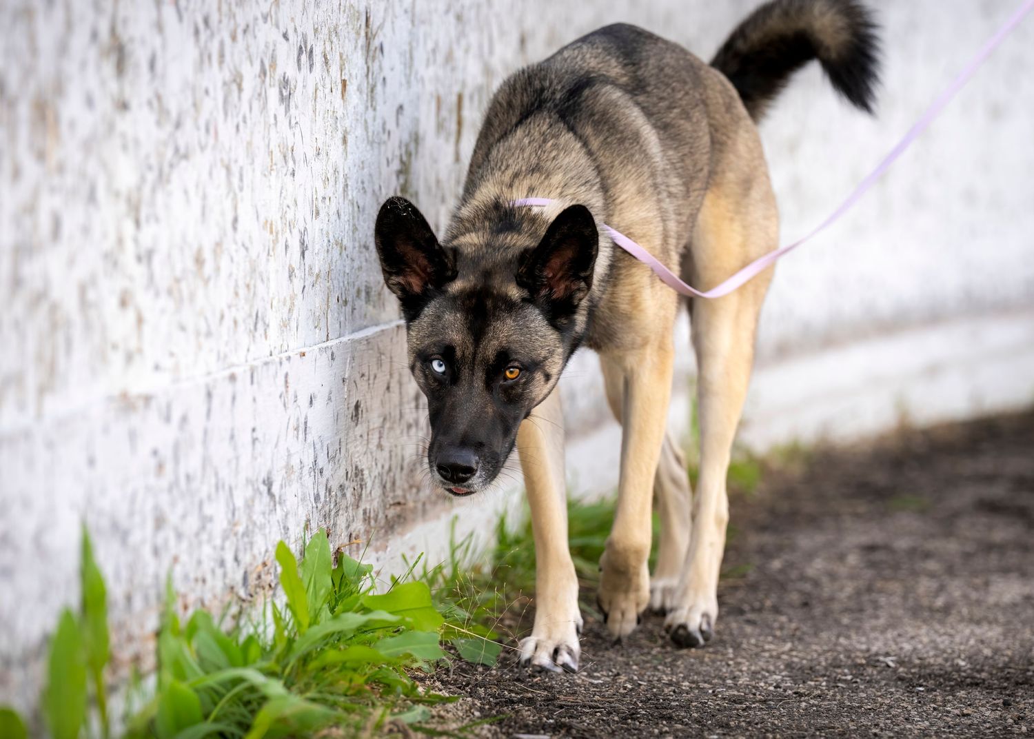 German Shepherd dog walking along a path with grass and snow visible in the background.