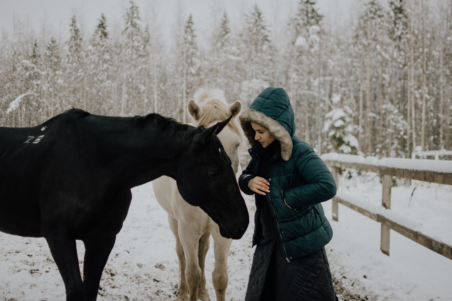 Someone in a winter coat pets a black and white horse in a snowy forest setting with wooden fencing.