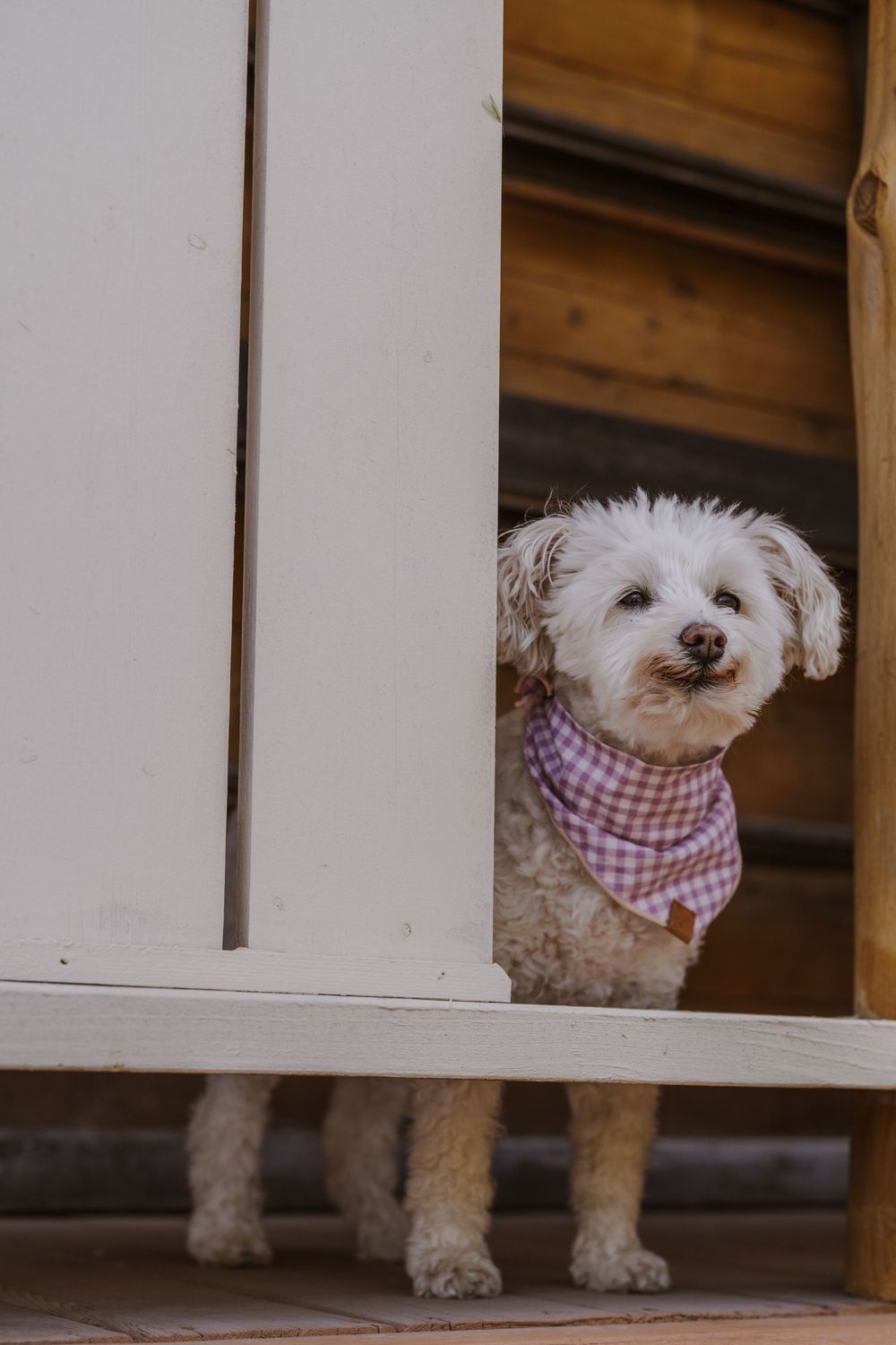 Small white fluffy dog wearing pink gingham bandana peeks through white wooden gate.