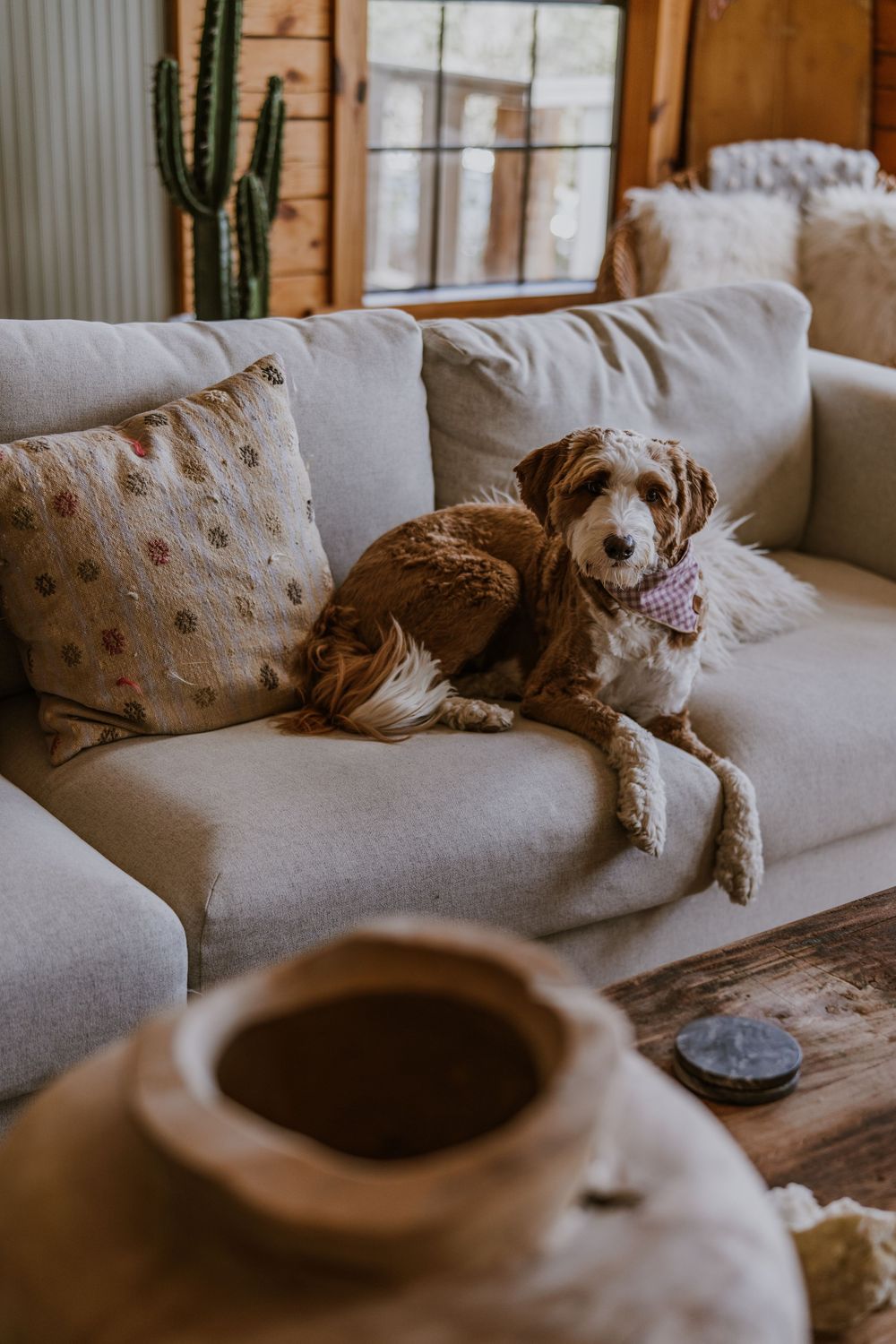 Brown and white dog relaxing on light colored couch with coffee cup in foreground.