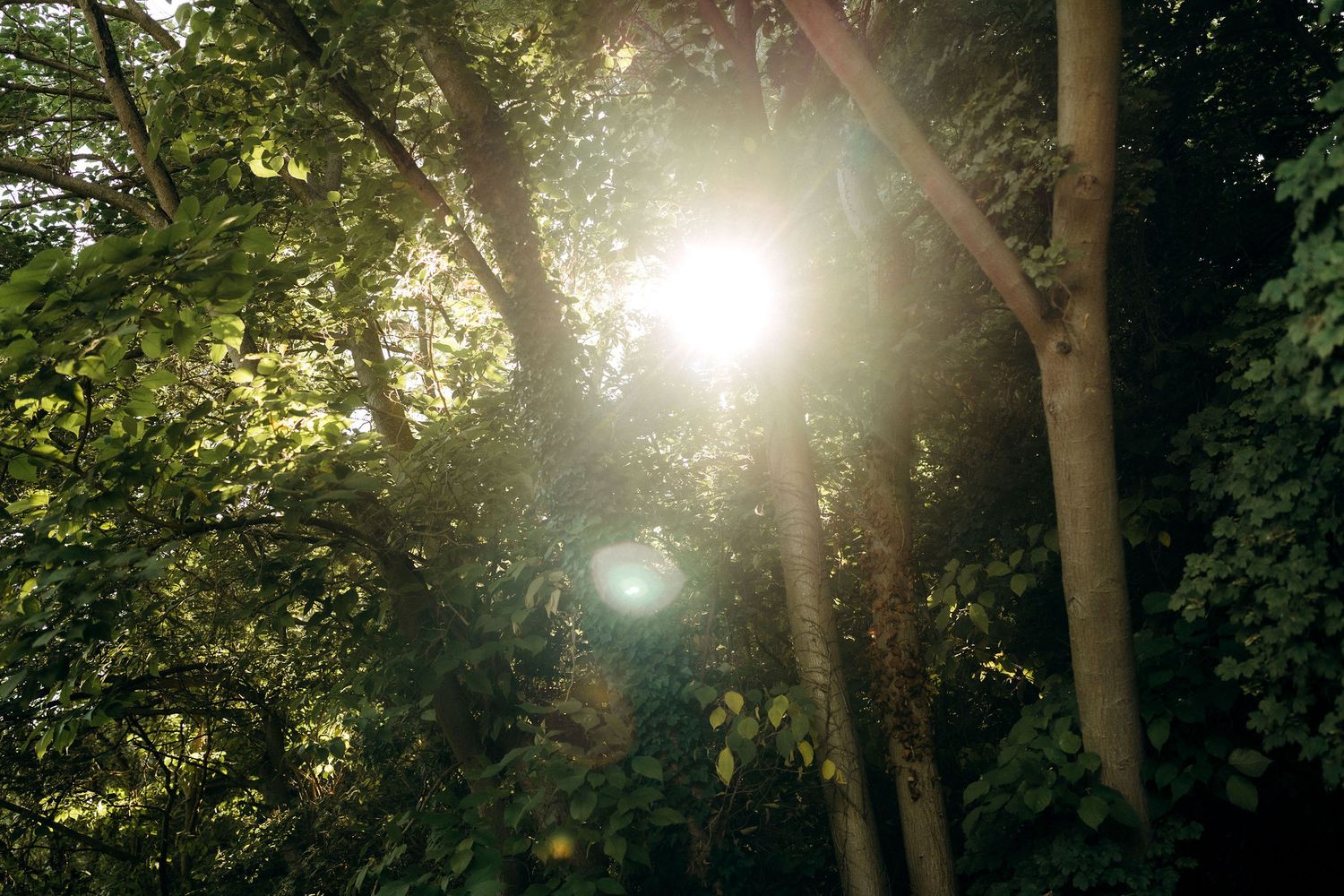 Sunlight streaming through trees during an outdoor wedding ceremony.