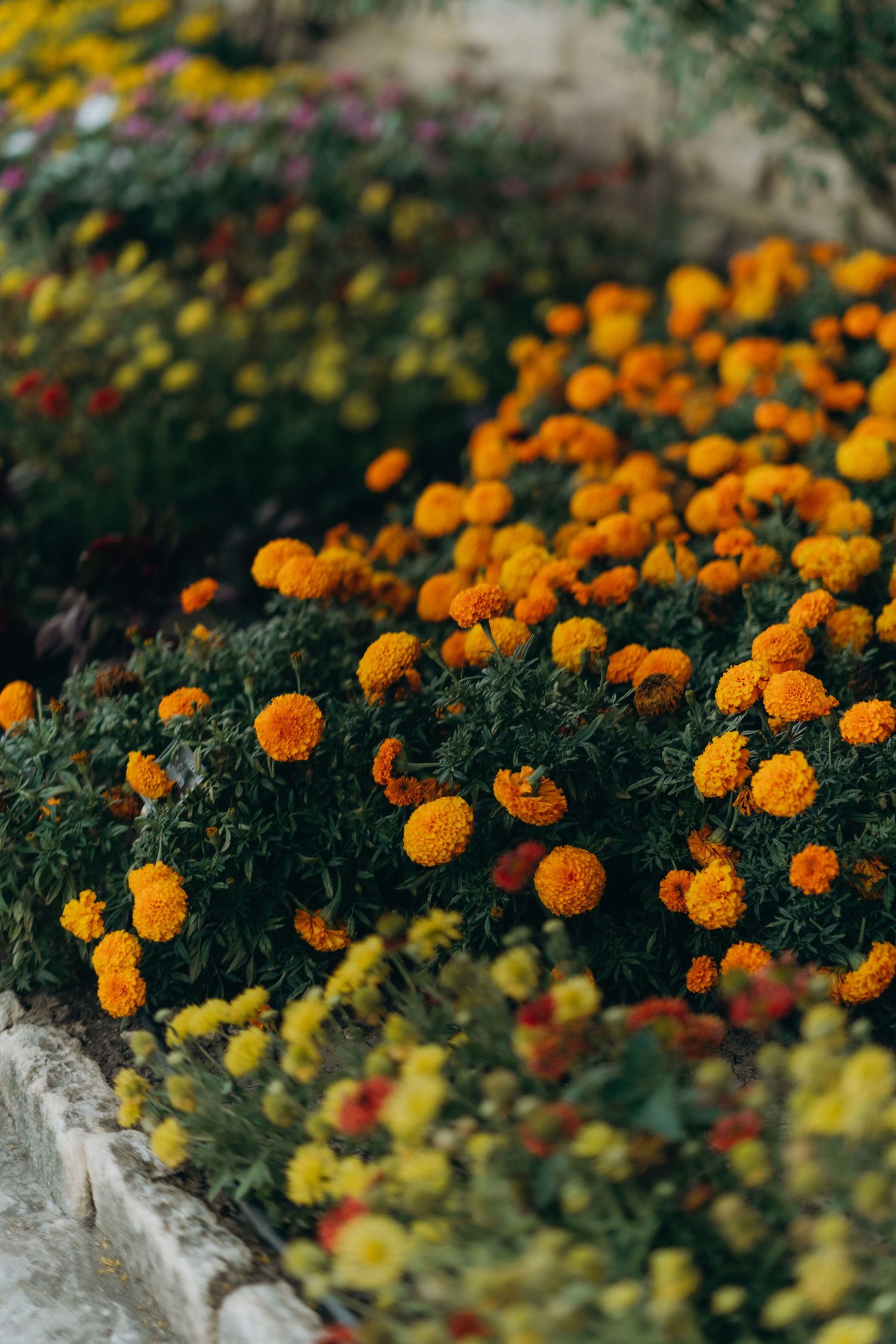 Vibrant orange marigolds and yellow flowers line a garden path in full bloom.