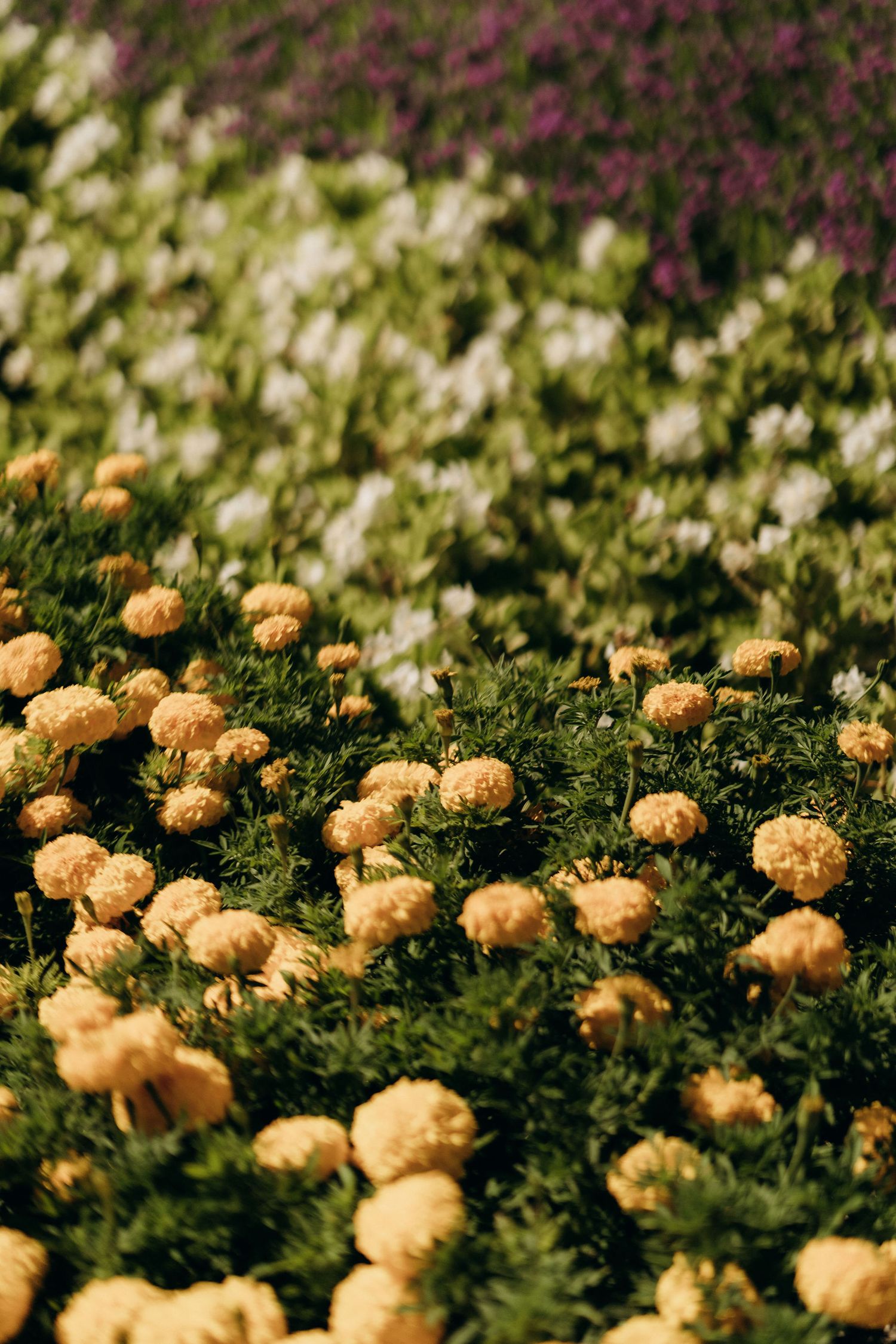 Yellow and purple flowers blooming in a lush garden setting.