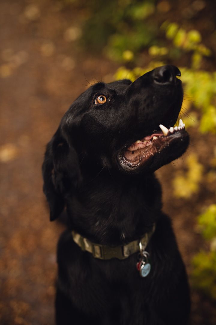 Black Labrador Retriever with mouth open looking up on an autumn trail.