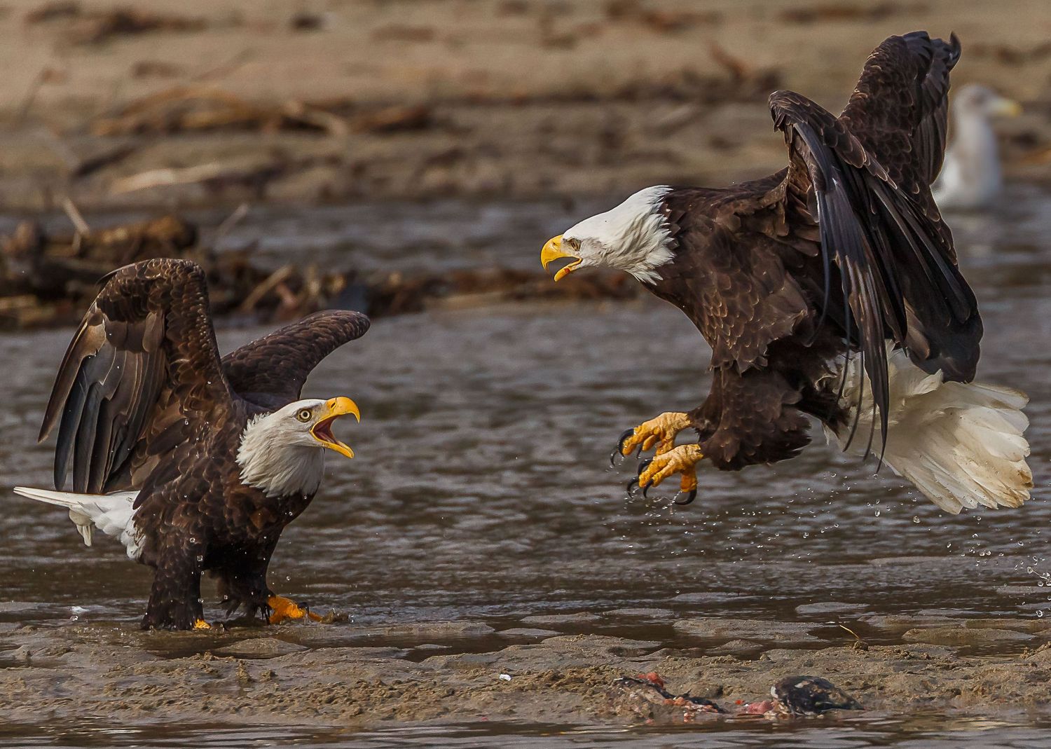 Bald Eagle