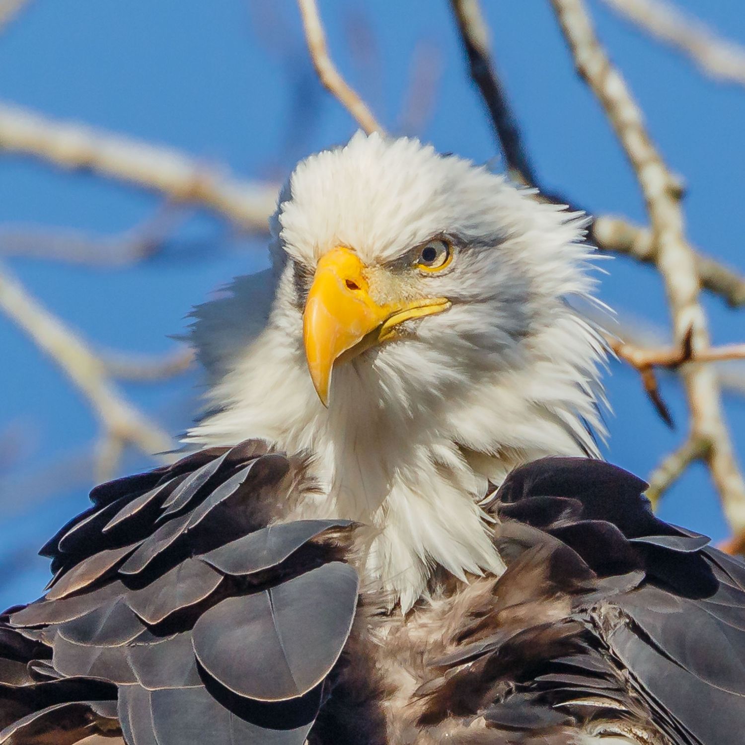 Bald Eagle
