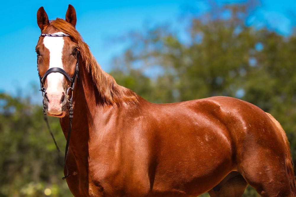 Captured with professional equine sales photography,  this horse photo highlights the horse’s confirmation, temperament, and chestnut coat.
