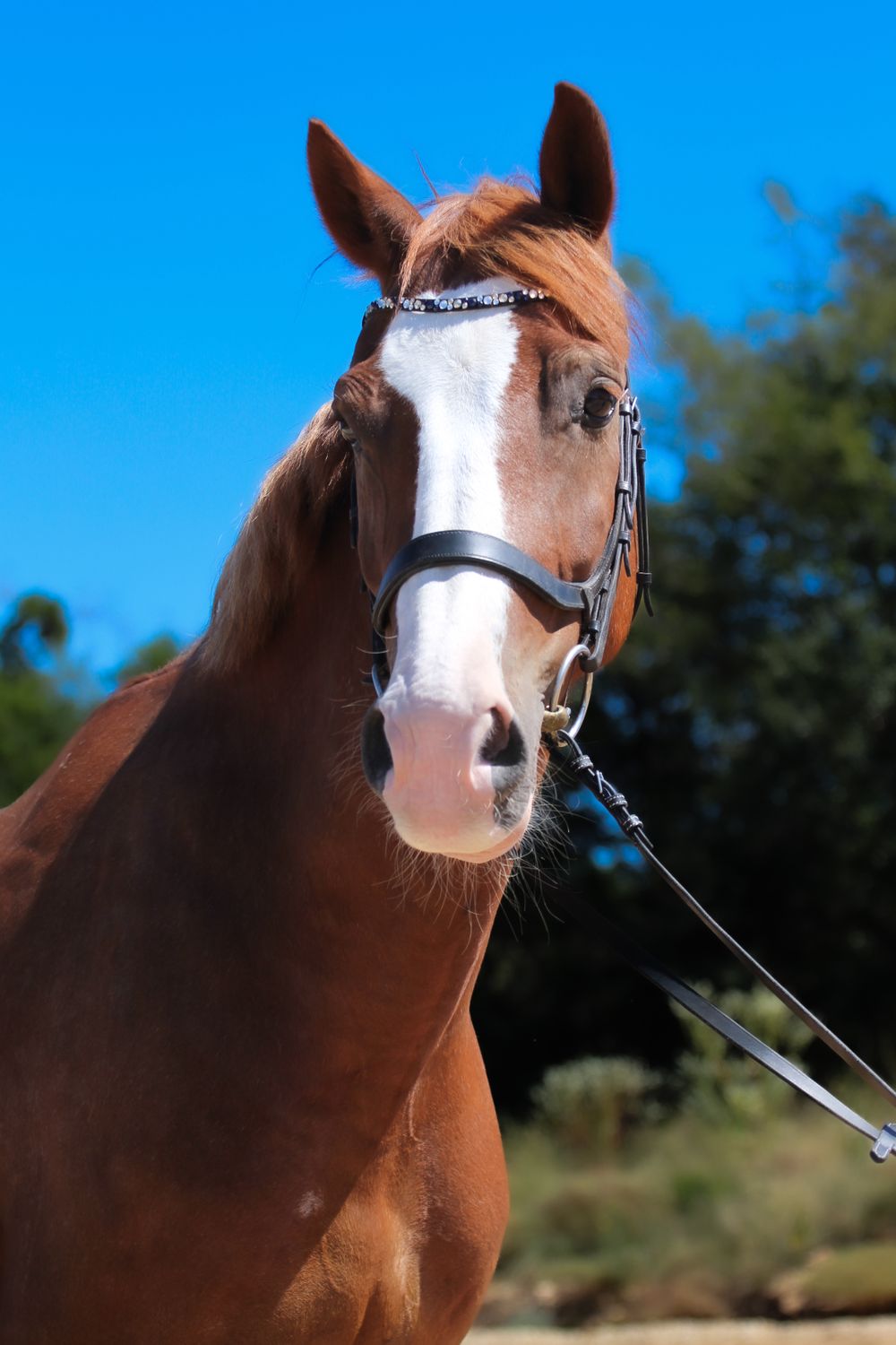 Captured with professional equine sales photography,  this horse photo highlights the horse’s confirmation, temperament, and chestnut coat.