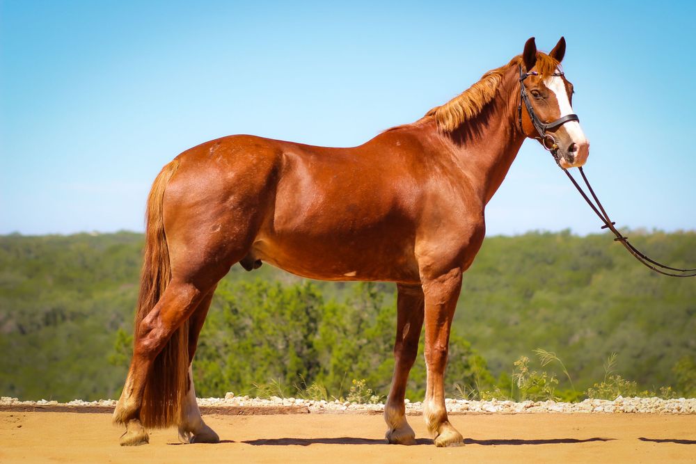 Captured with professional equine sales photography,  this horse photo highlights the horse’s confirmation, temperament, and chestnut coat.
