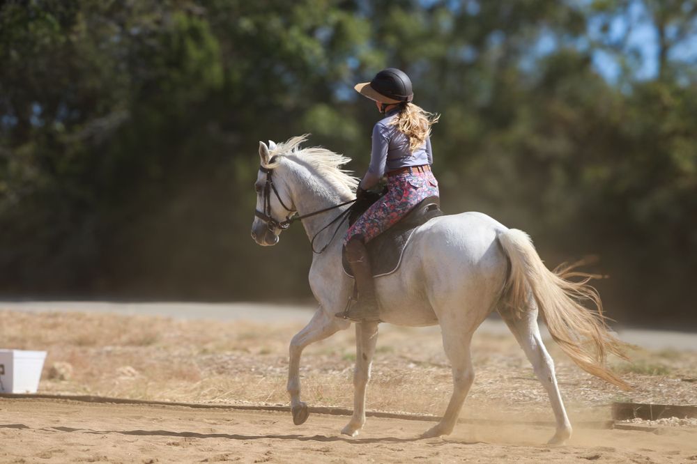 English horse rider in a dressage arena in Wimberley, Texas. Horse trainer with an Arabian cross gelding. Horse in sunshine.