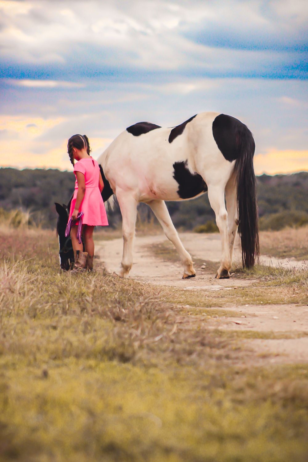 Little girl with her paint pony on a halter and lead in Hill Country Texas. Sunset equestrian photo shoot.