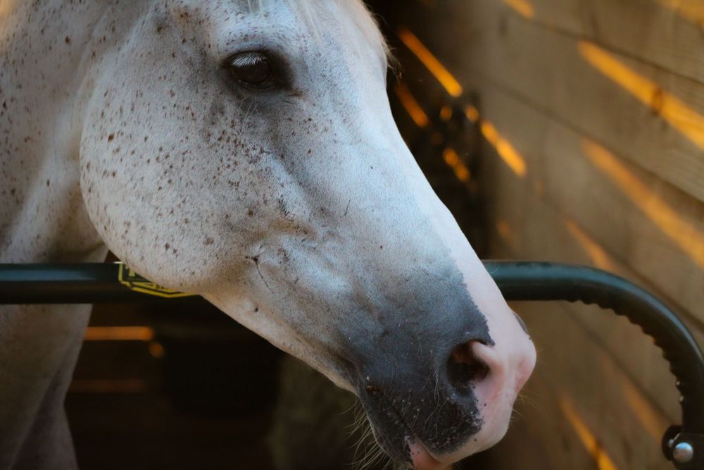 Dappled gray gelding horse in Dripping Springs, Texas. Sunset photo shoot for equine photography.