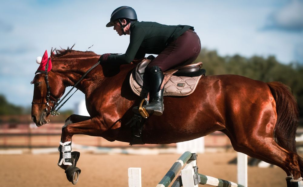 Horse and rider teamwork, athleticism, and elegance. English show jumping. Outdoor arena, Wimberley, Texas.