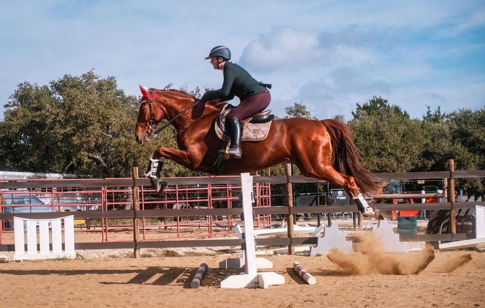 Horse and rider teamwork, athleticism, and elegance. English show jumping. Outdoor arena, Wimberley, Texas.