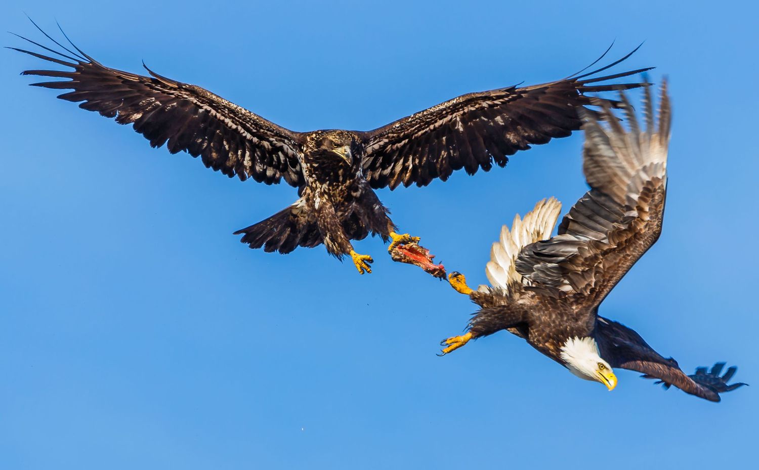 Bald Eagle