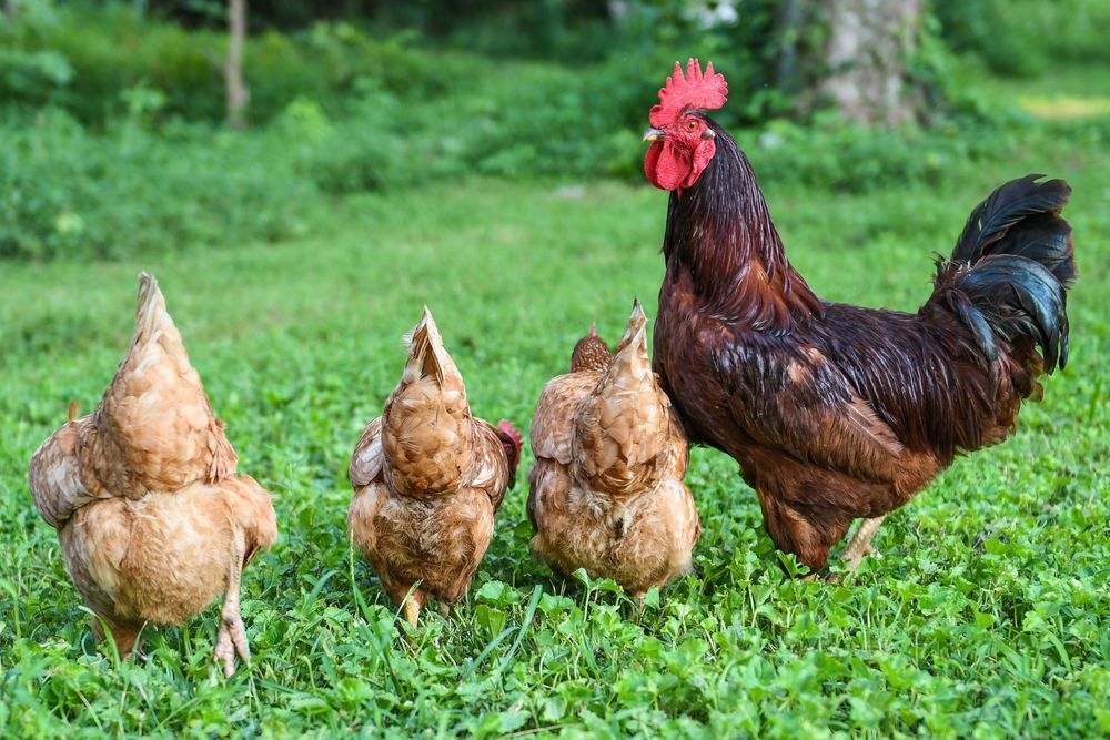 Free-range chickens and roosters foraging in green grass on a farm.