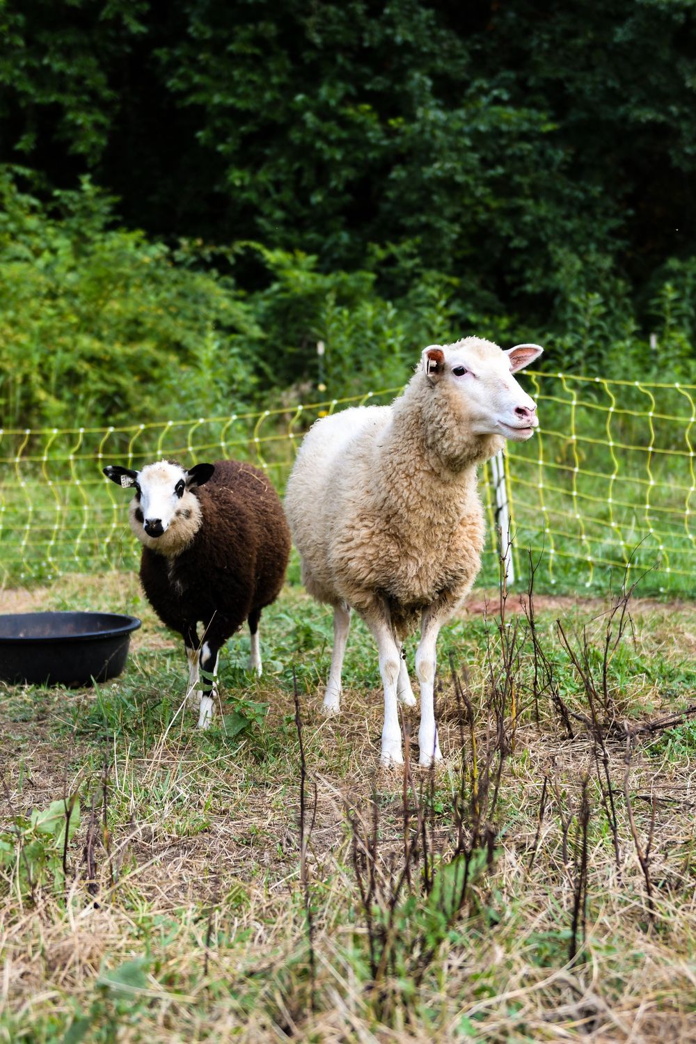Group of sheep grazing behind electric fence in pastoral farmland setting.