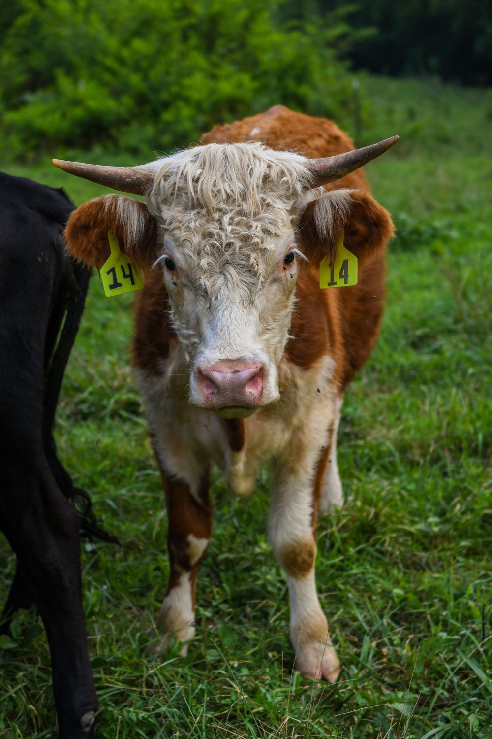 Close-up portraits of a young Highland cow with distinctive fluffy fur and horns.