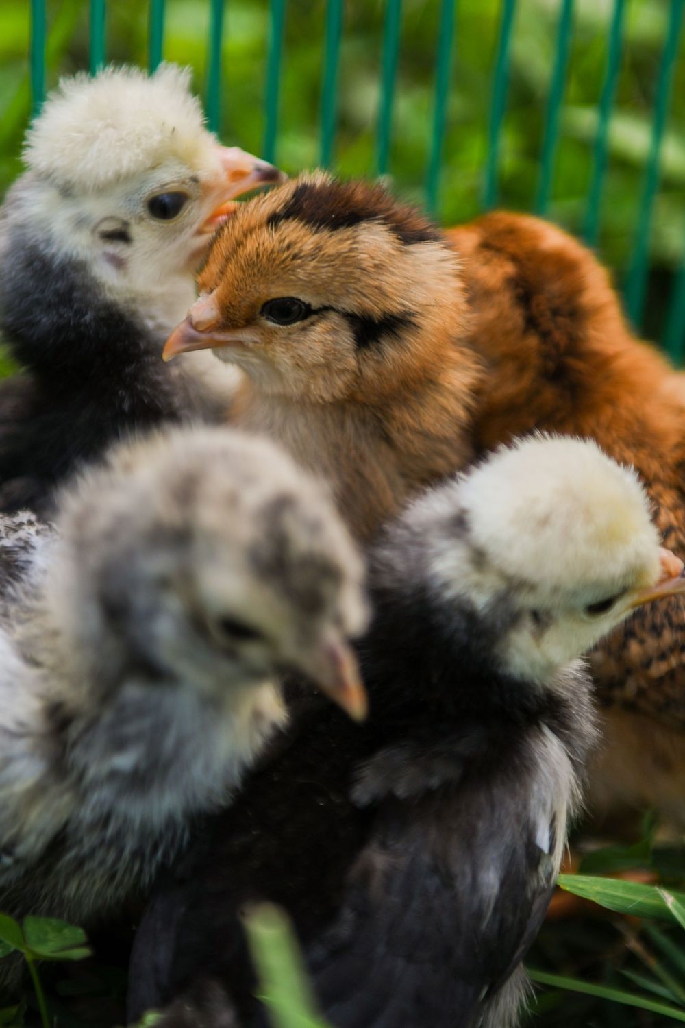 Baby chicks huddling together in protective enclosure with green background.