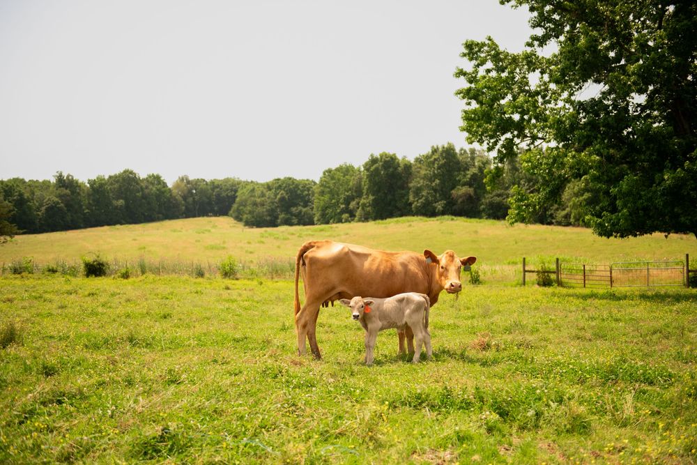 Panoramic view of cows grazing in sunny pastoral field with trees in background.