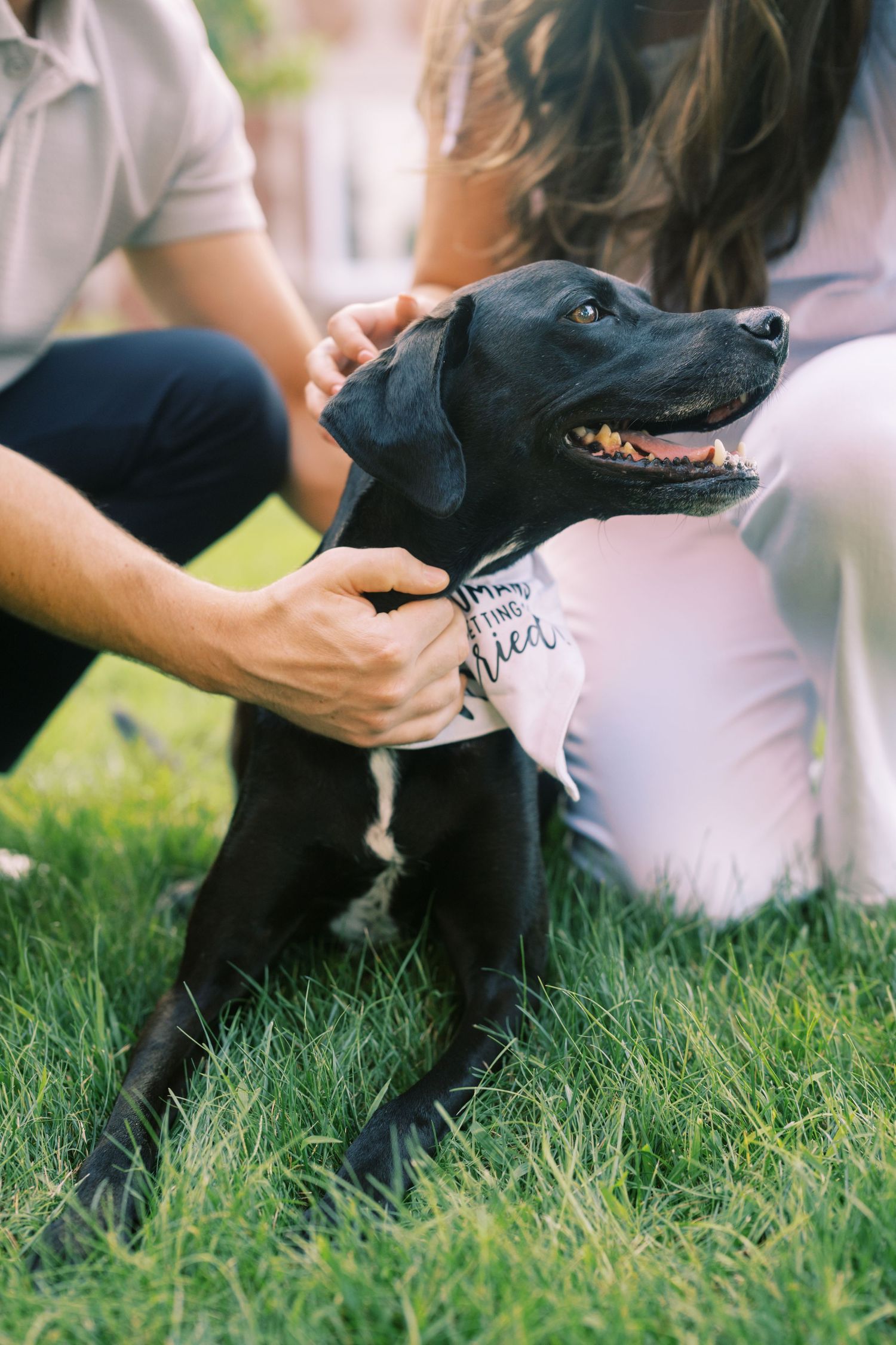 Black dog enjoying pets and attention while relaxing on green grass in a sunny outdoor setting.