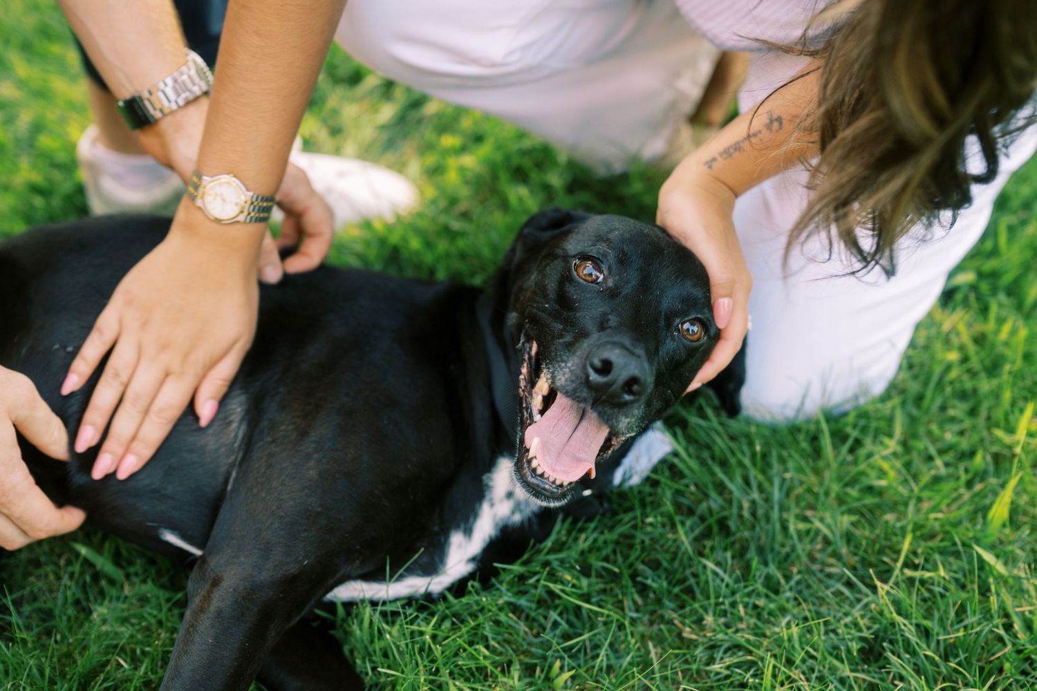 A happy black and white dog lies in green grass while receiving pets and attention.