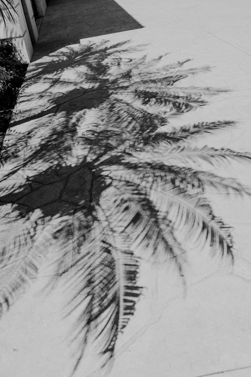 Black and white photo of a palm tree shadow cast on a light concrete sidewalk beside a building.