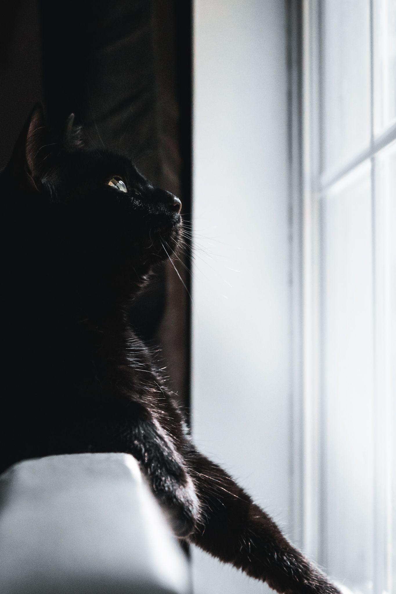A silhouetted black cat gazes out a bright window, its profile highlighted against the light.