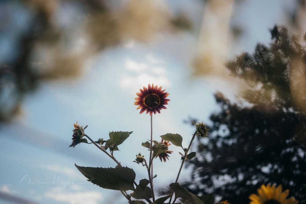 A dark red sunflower blooms against a soft bokeh sky backdrop with lush green trees in the background.