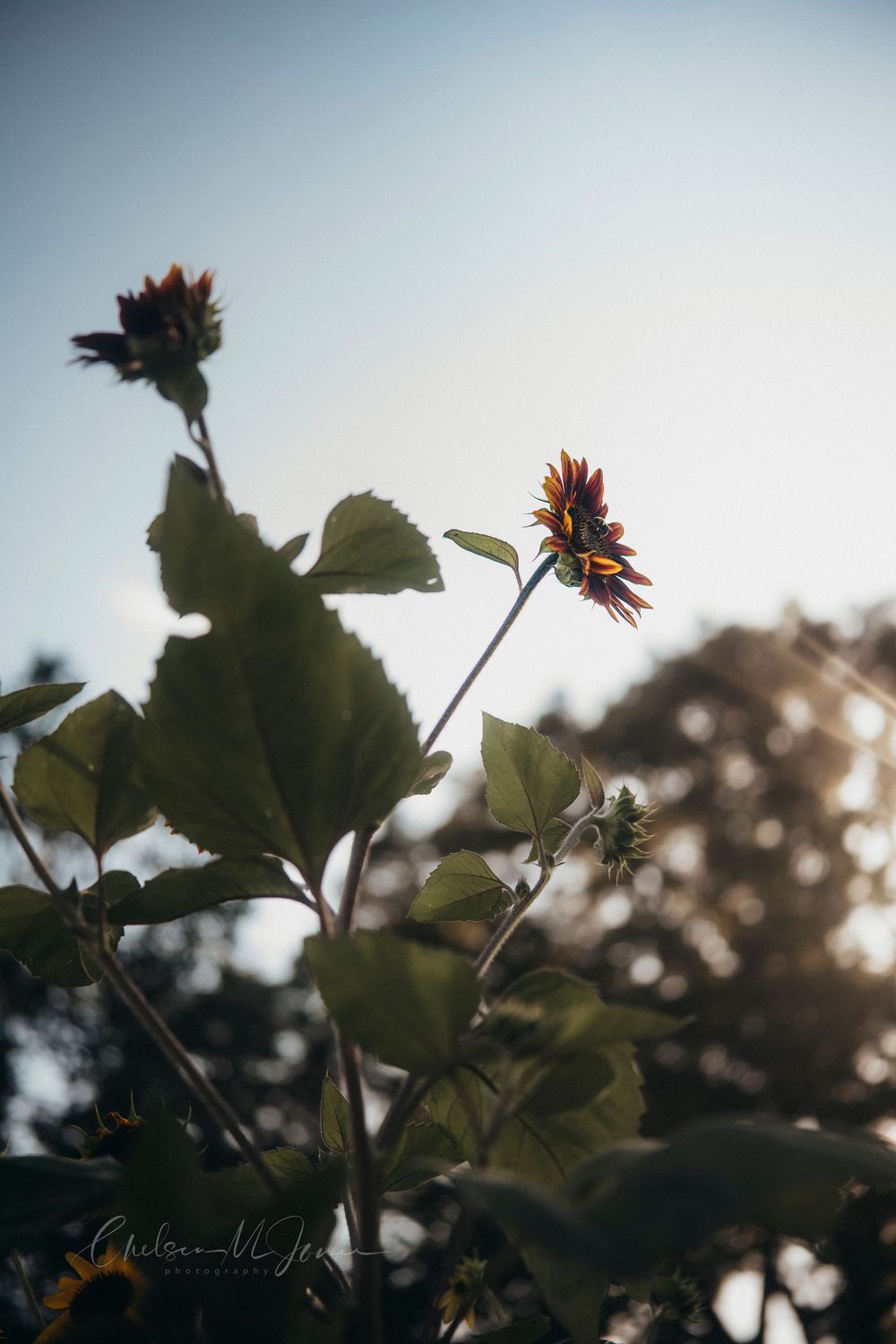 Dark sunflowers backlit by golden sunlight with lush green leaves against a soft blue sky.