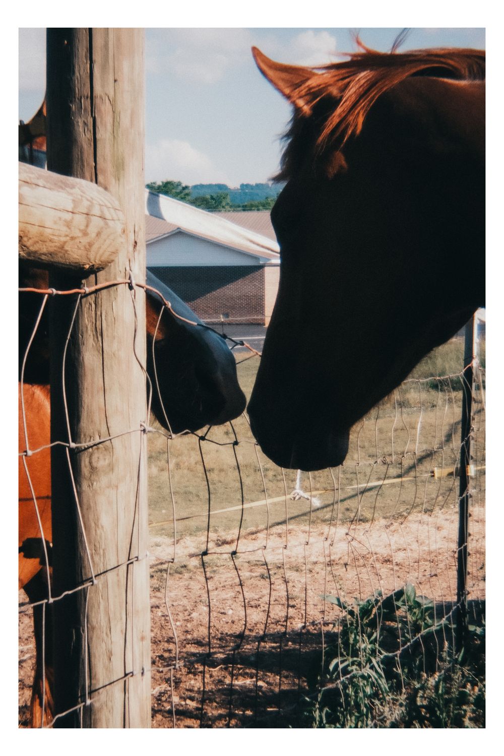 A chestnut horse peers over a wire fence post on a sunny farm with a white barn visible in the background.