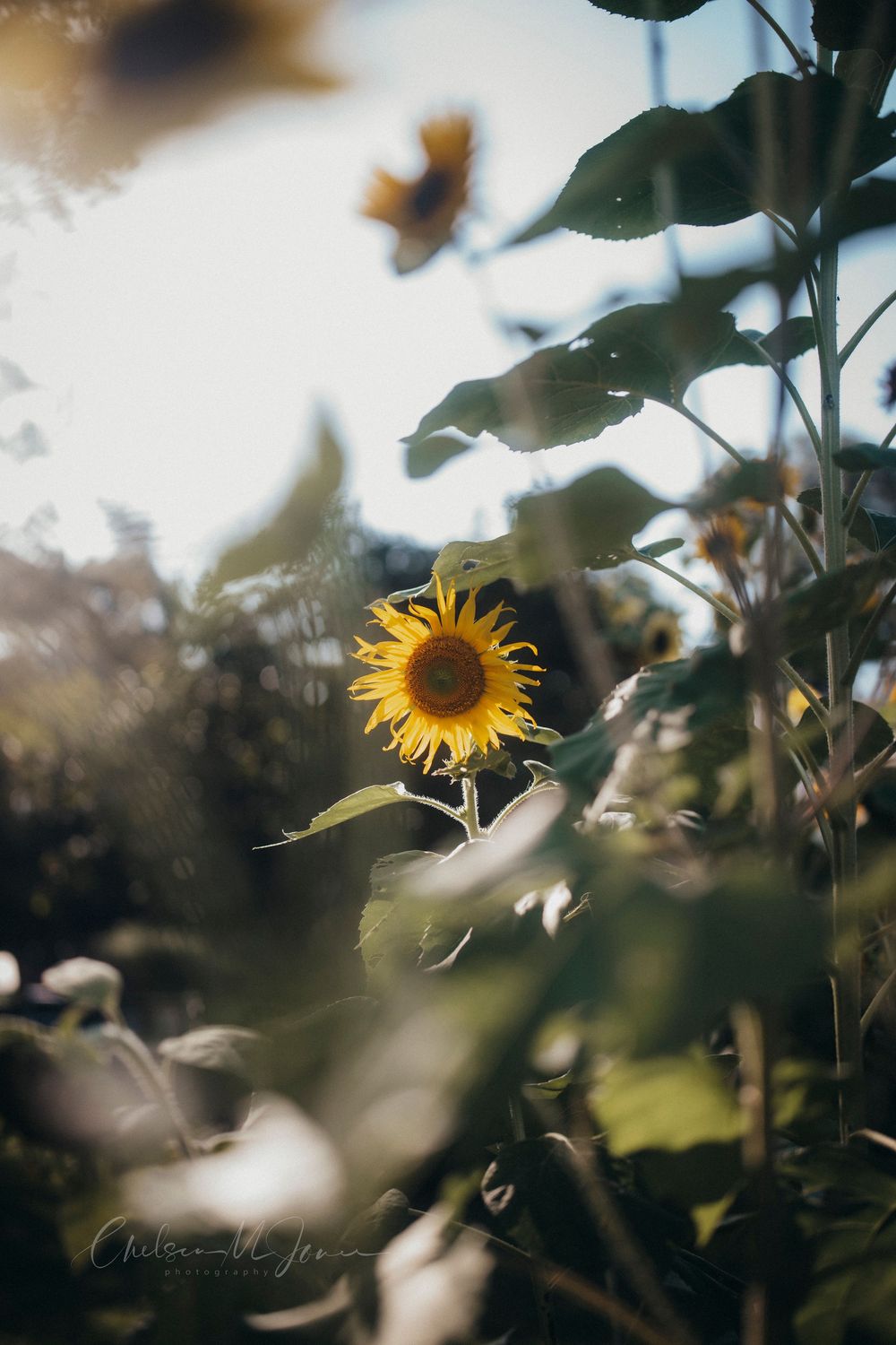 A vibrant sunflower blooms among lush green leaves in a sun-drenched garden, captured with a dreamy bokeh effect.