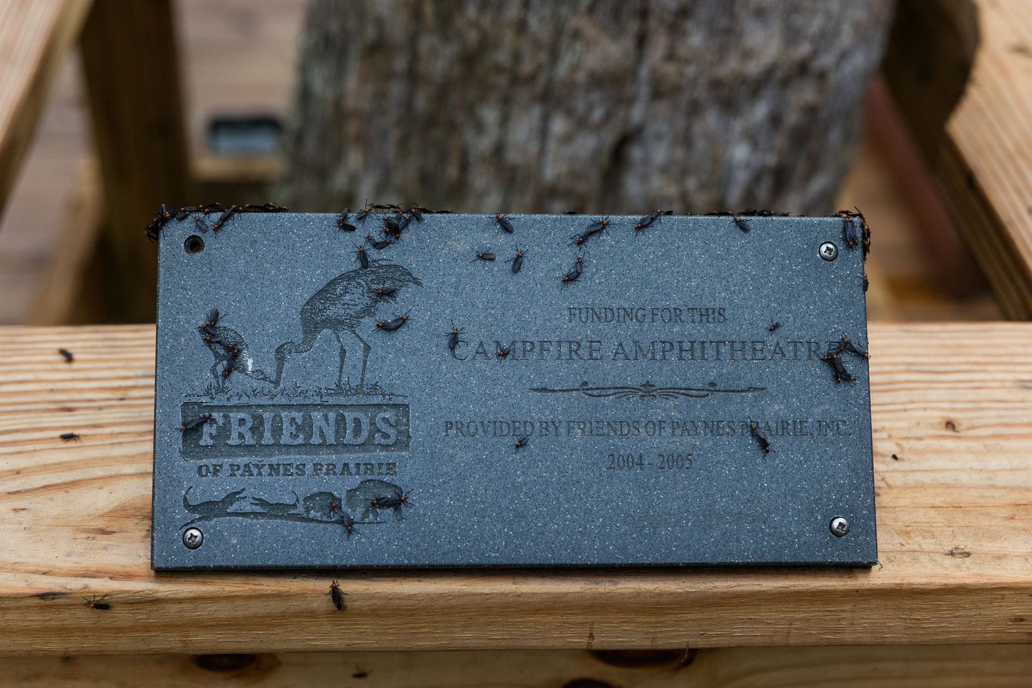 A dark granite plaque for the Campfire Amphitheater, mounted on a wooden bench, donated by Friends of Patuxent Prairie.